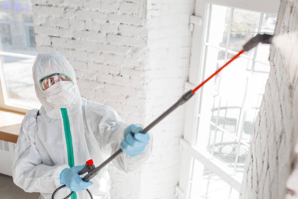 Reliable Willowick, OH Mold Removal Solutions